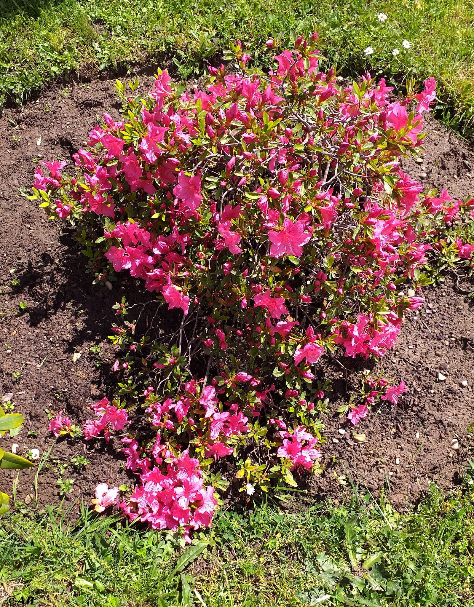 j'ai vu, j'ai photographié, je partage: Quelques fleurs du jardin...