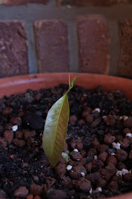 Mango "Ataulfo" - vom Kern zur Pflanze