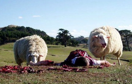 http://1.bp.blogspot.com/-65s_4WPNqUQ/T5MwCdZWysI/AAAAAAAAAJI/D2ath1mYIto/s1600/black-sheep(1).jpg