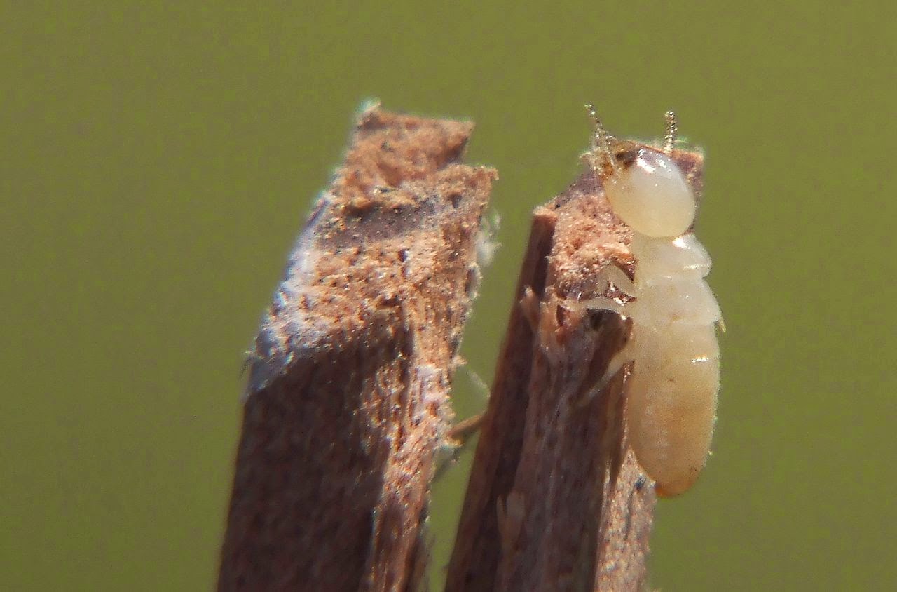 Termite Queens 30,000 eggs a day