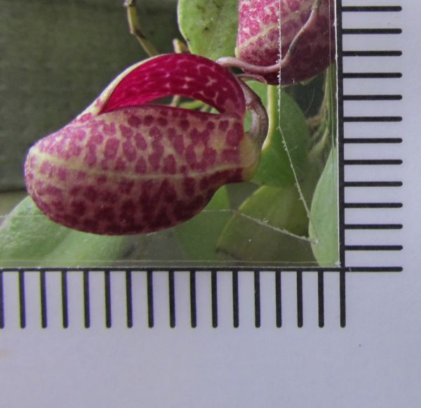 Pleurothallidinae Epibator ximenae