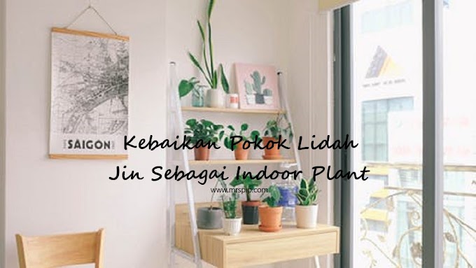 Kebaikan Pokok Lidah Jin Sebagai Indoor Plant