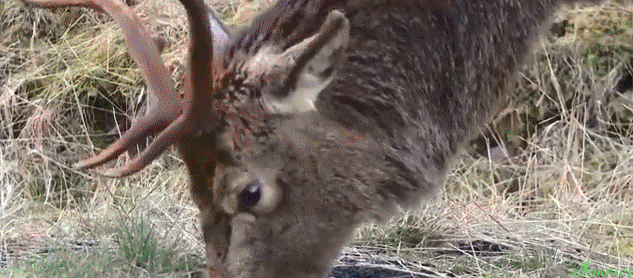 deer oops meme deer oops meme