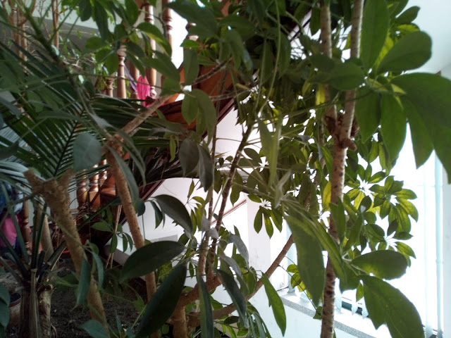 Cubot Quest Lite - Review