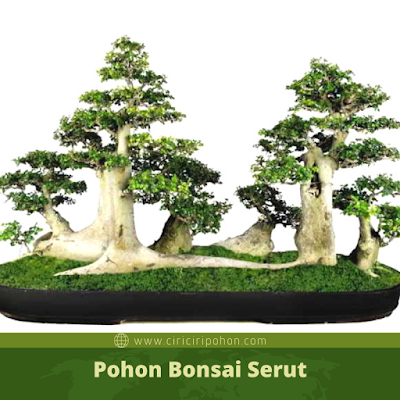 Ciri Ciri Pohon Bonsai Serut