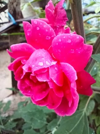 Vivo Y73 Potrait