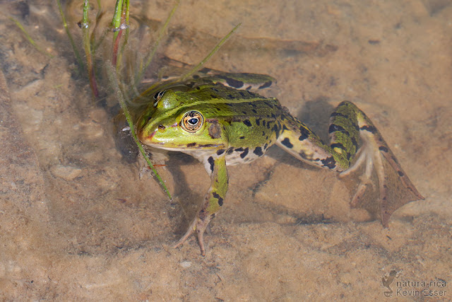 Pelophylax lessonae - Pool Frog