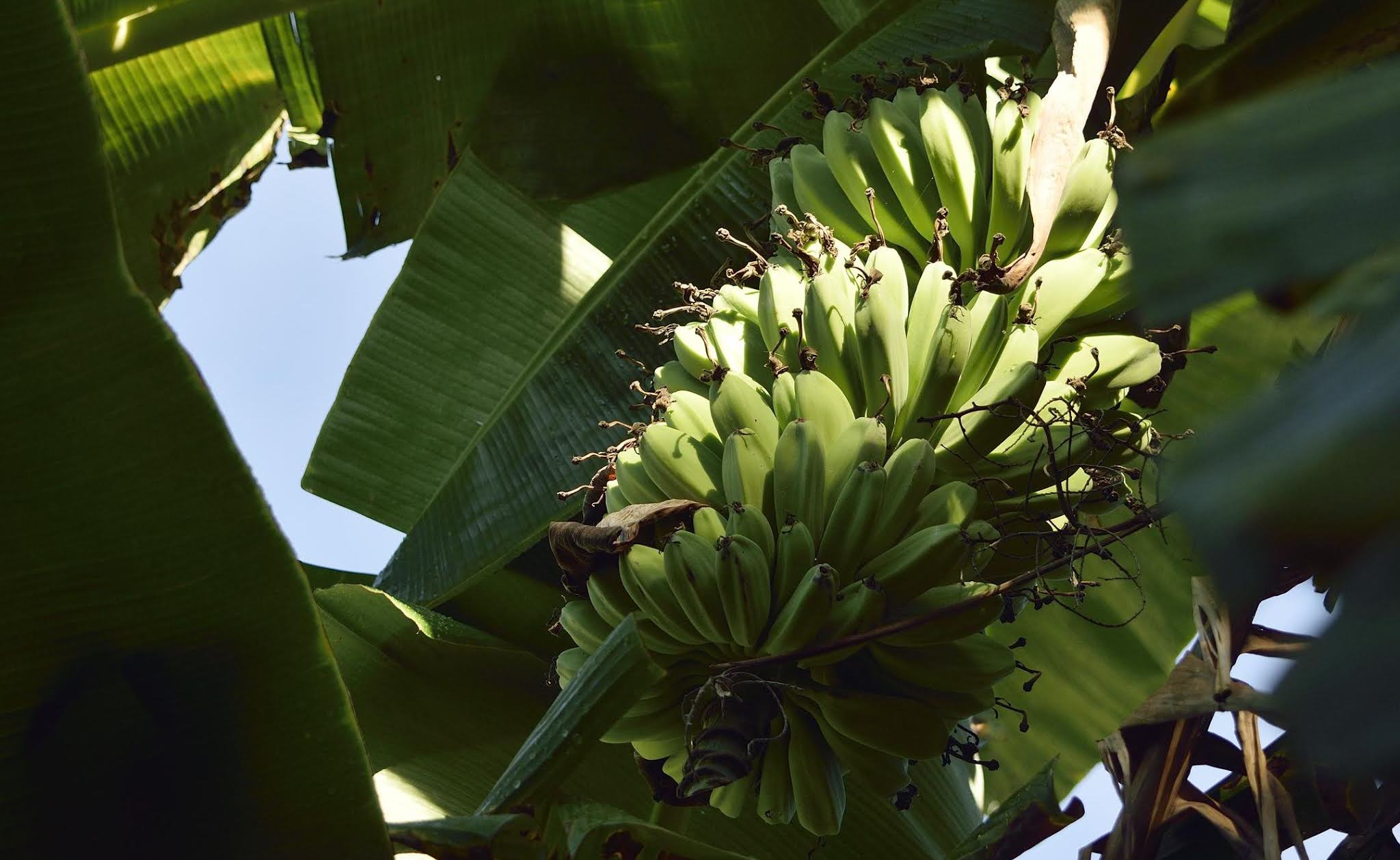 Profitable Banana Production