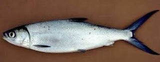 Ikan bandeng mempunyai nama latin Chanos chanos KLASIFIKASI DAN MORFOLOGI IKAN BANDENG