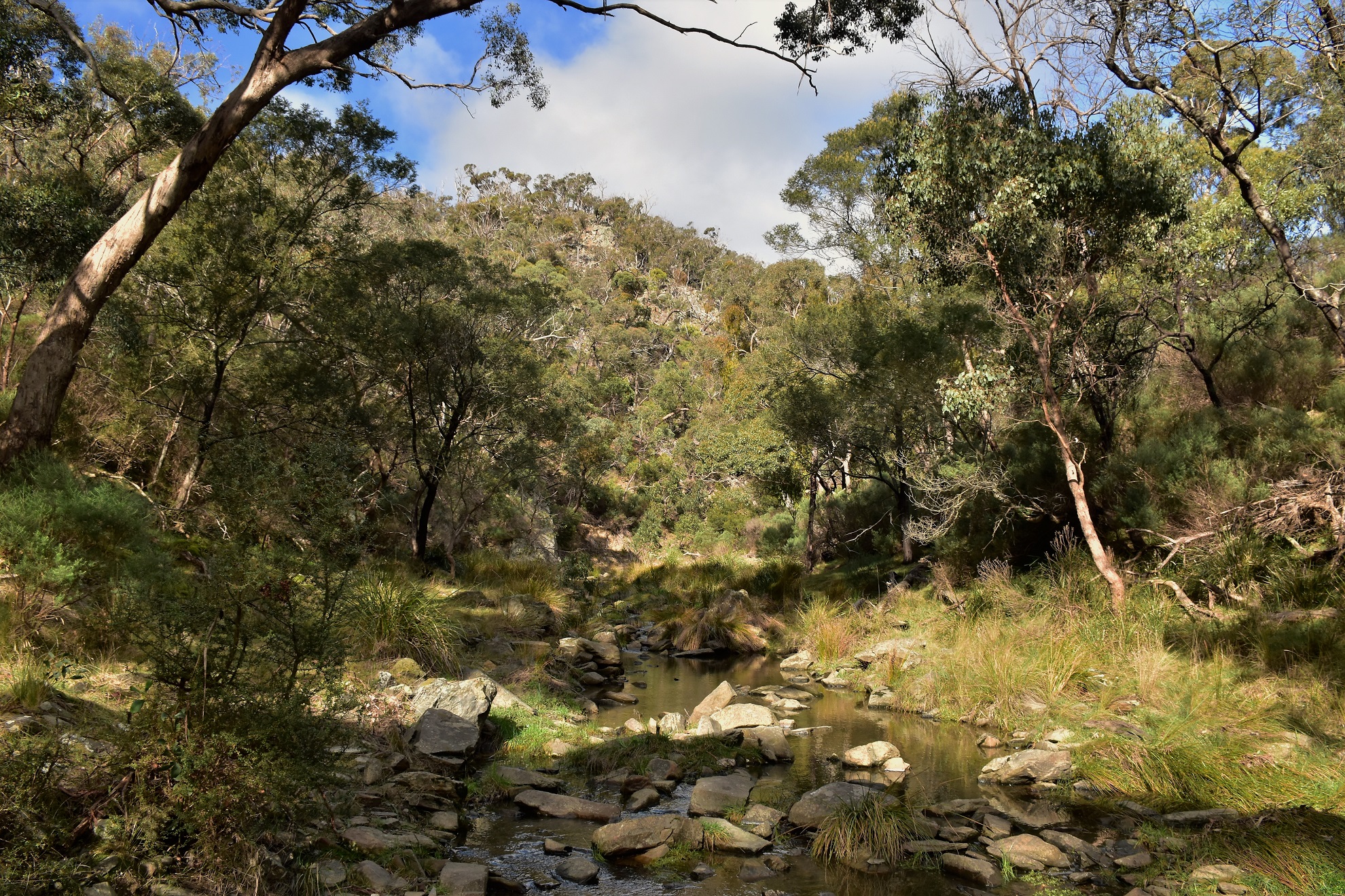 Goin' Feral One Day At A Time Old Mill Camp to Boar Gully Camp