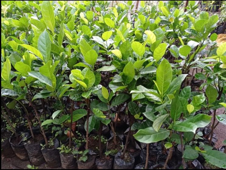 bibit tanaman nangka mini sangat cocok buat koleksi Heram