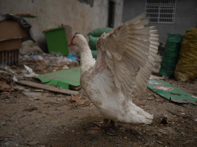 duck flapping its wings