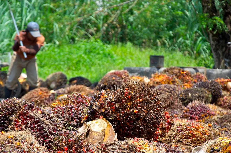 Perbedaan Sawit Kampung dengan Sawit Kebun Perbedaan Sawit Kampung dengan Sawit Kebun