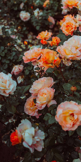 Những bông hoa hồng màu cam đẹp tuyệt trần