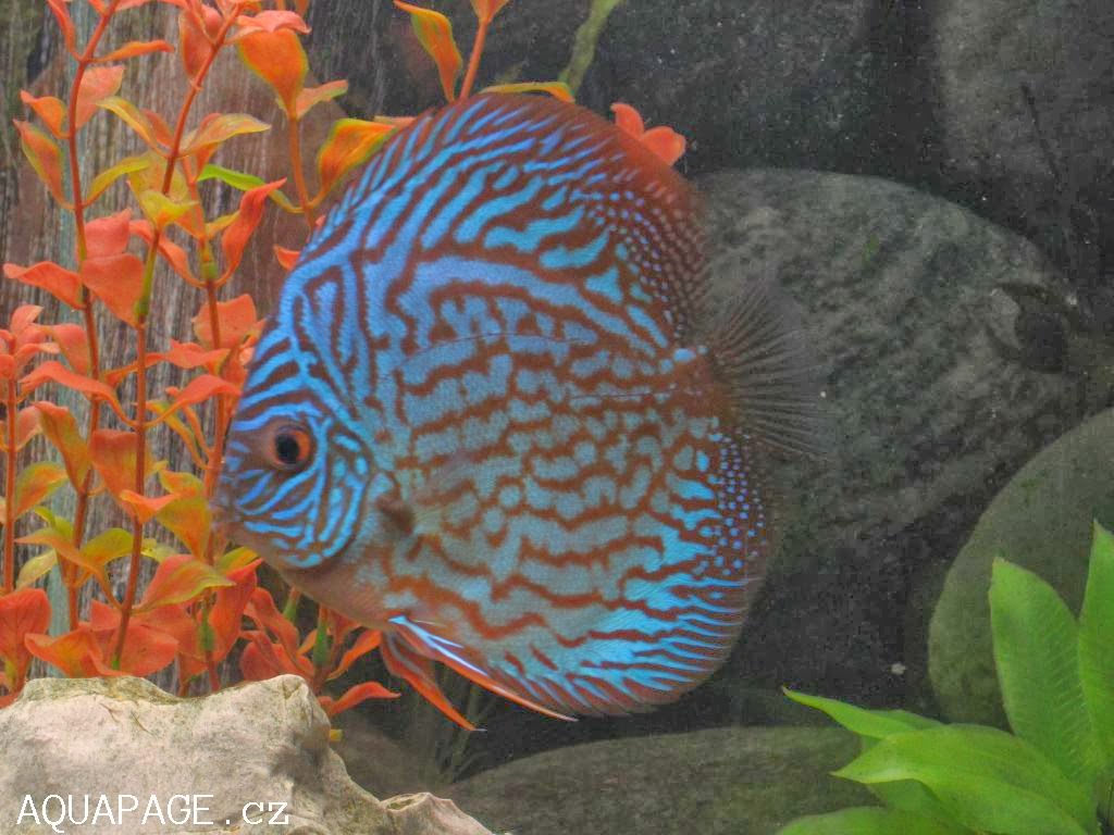 fish share IKAN HIAS SYMPHYSODON YANG CANTIK 1 jpg (1024x768)