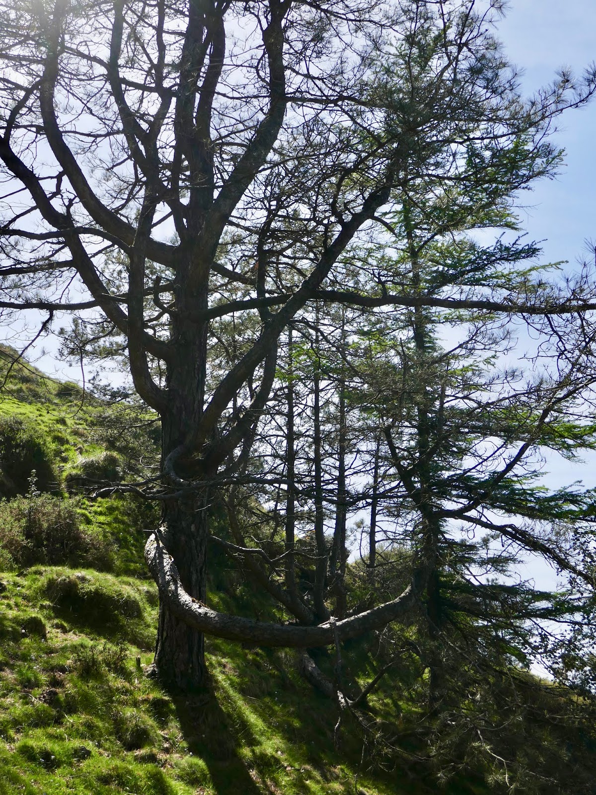 Garden Shrubs Greenery For Cutting And Arranging