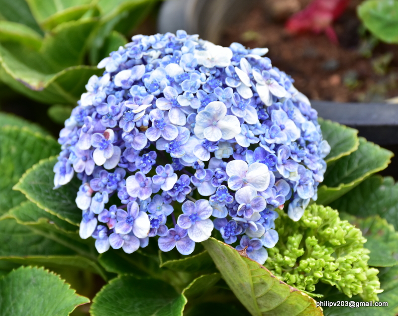 Images of Sri Lanka on Flower plants for sale roadside