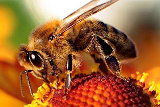 الكثير من النباتات الزهرية يتلقح بوساطة النحل، وحيوانات أخرى. تتعلق حبوب اللقاح بالحيوانات التي تحملها من زهرة إلى زهرة خلال بحثها عن الغذاء