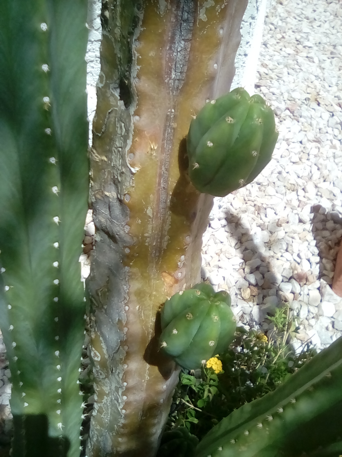 Xtremehorticulture of the Desert My Husband Cut Down a Climbing Cactus!