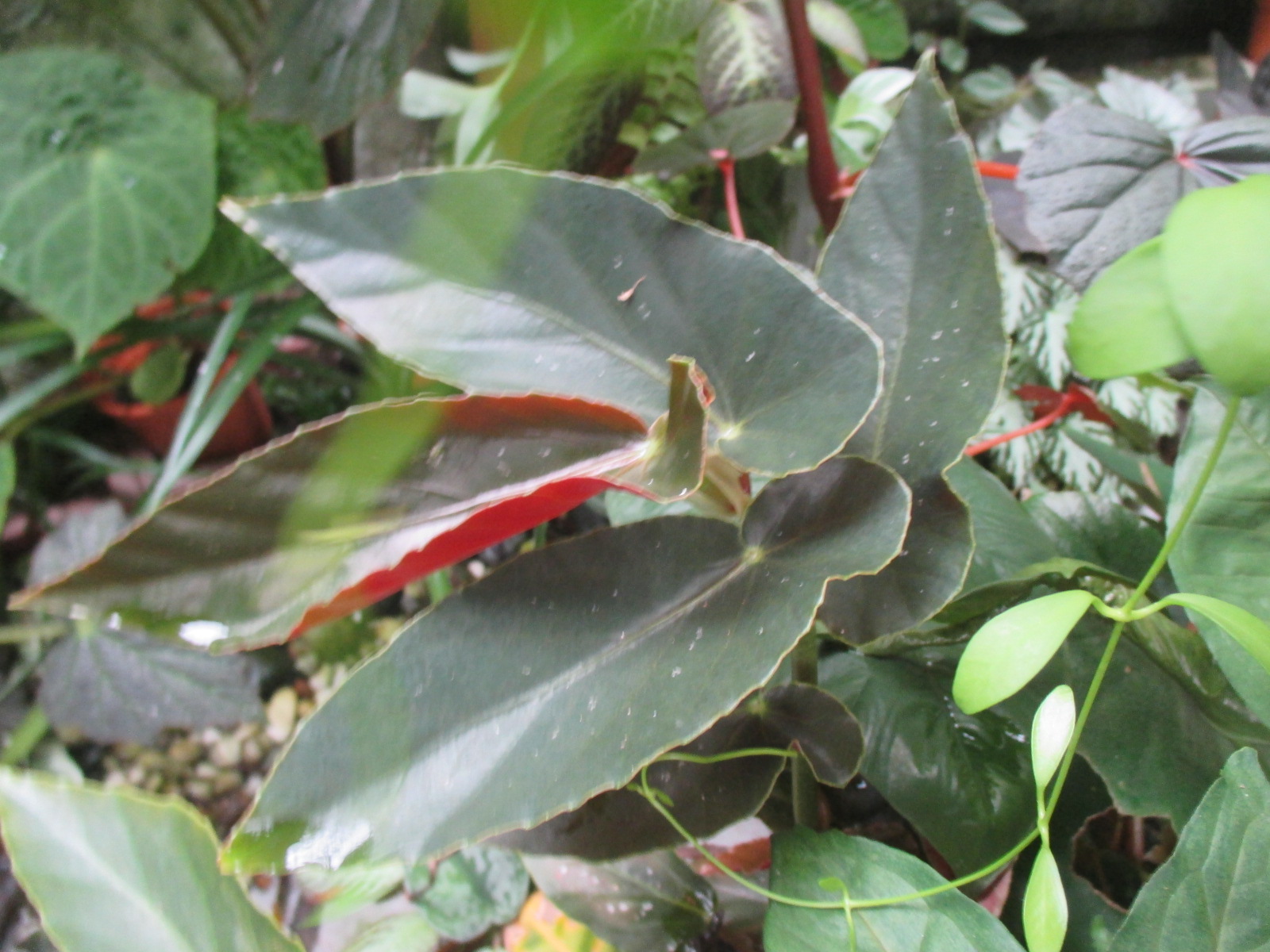 Garden Chronicles Different Types Cane Begonias (Name & Images) & How