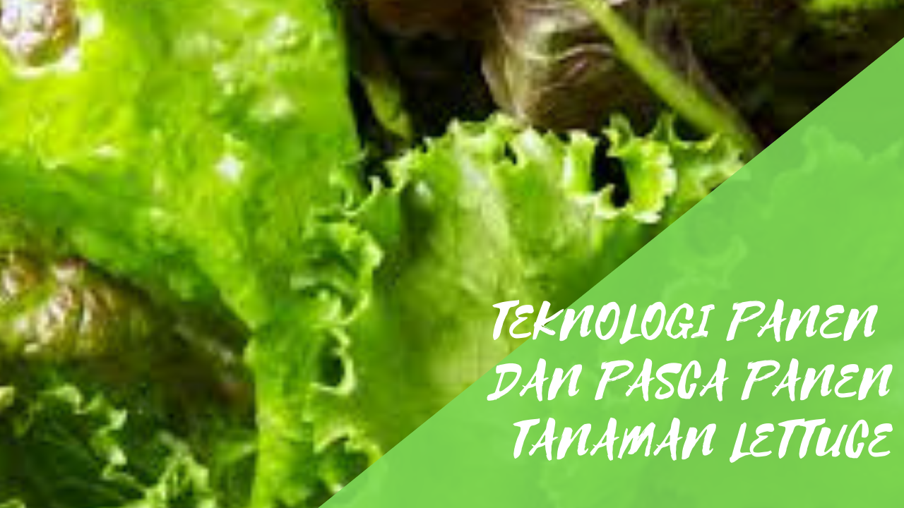 Teknologi Panen dan Pasca Panen Tanaman Lettuce