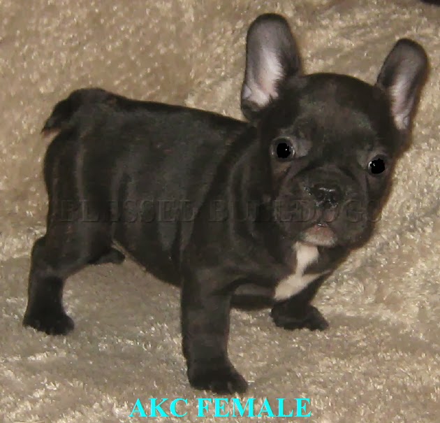 BLESSED BULLDOGS: FRENCHIE BABIES