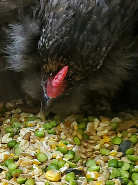 closeup of chicken eating homemade layer feed