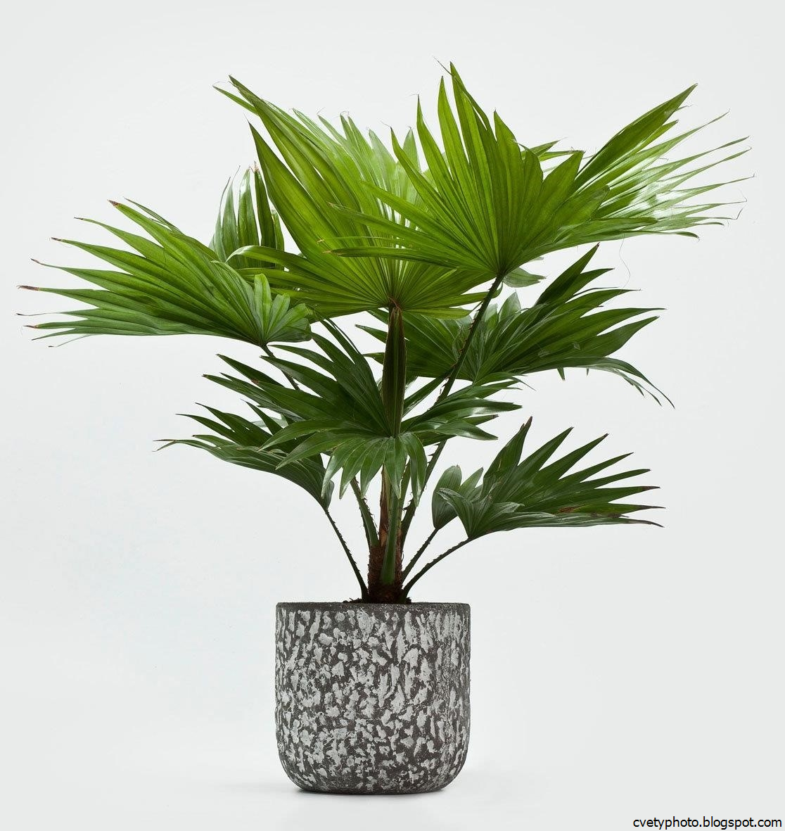 пальма ливистона. ливистона круглолистная. вашингтония филифера. вашингтония нитеносная. финик робелена phoenix roebelenii.