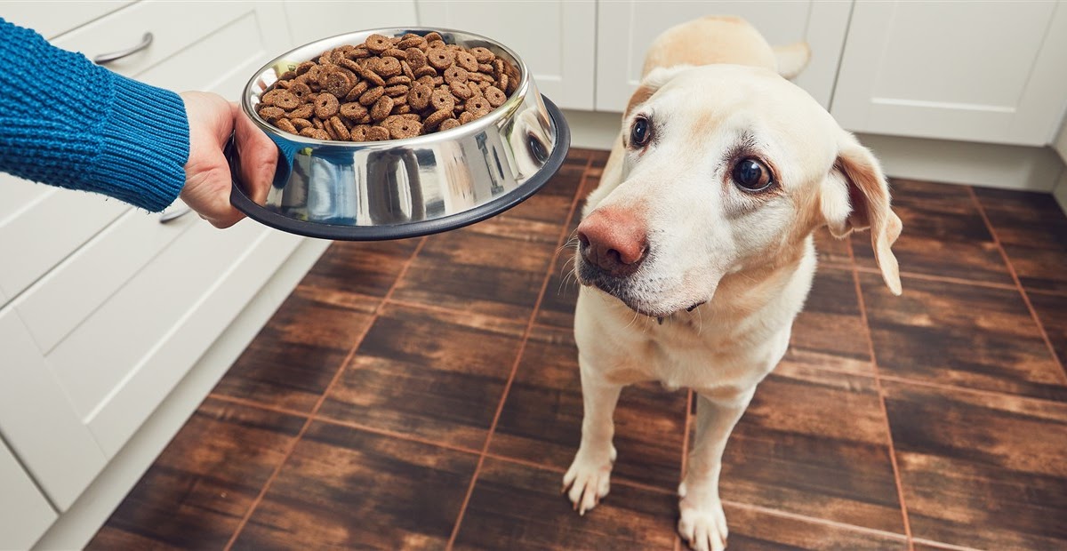 Top 3 Best Dog Food Brands Available In India 2021