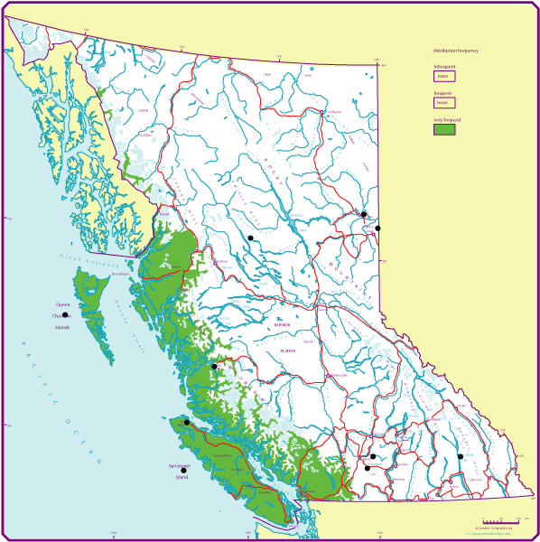 The Wooden Dimensions Know your wood Red Alder