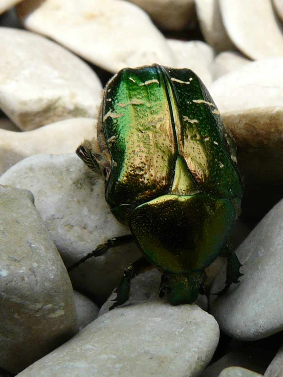 Nos Bêbêtes Coléoptère vert — free download