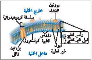 التراكيب الخلوية والعضيات بحث عن تركيب الخلية