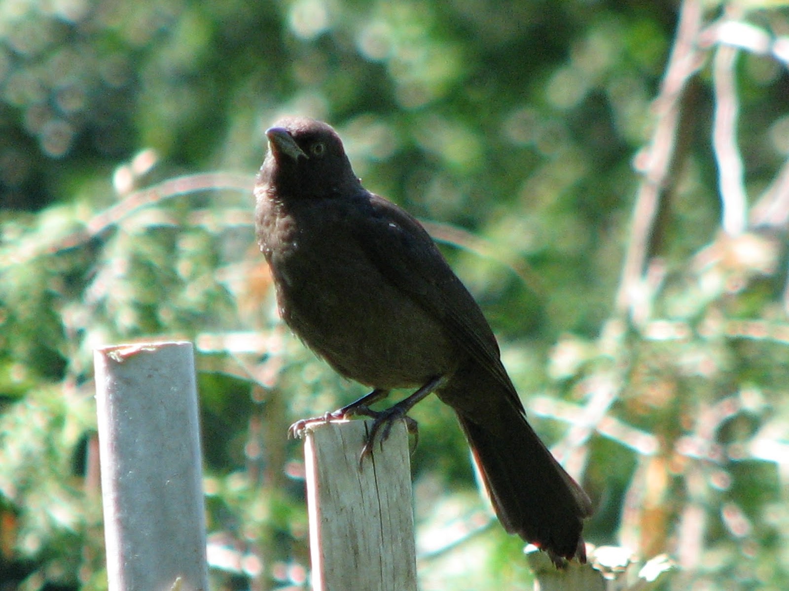 South Burlington birds: Backyard Birds photos | South Burlington