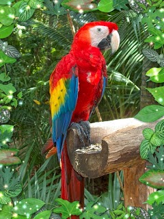 Animales en Peligro de Extincion en Honduras