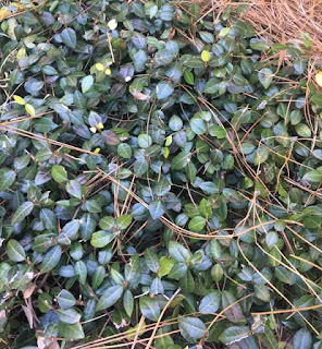 Asiatic jasmine Trachelospermum asiaticum