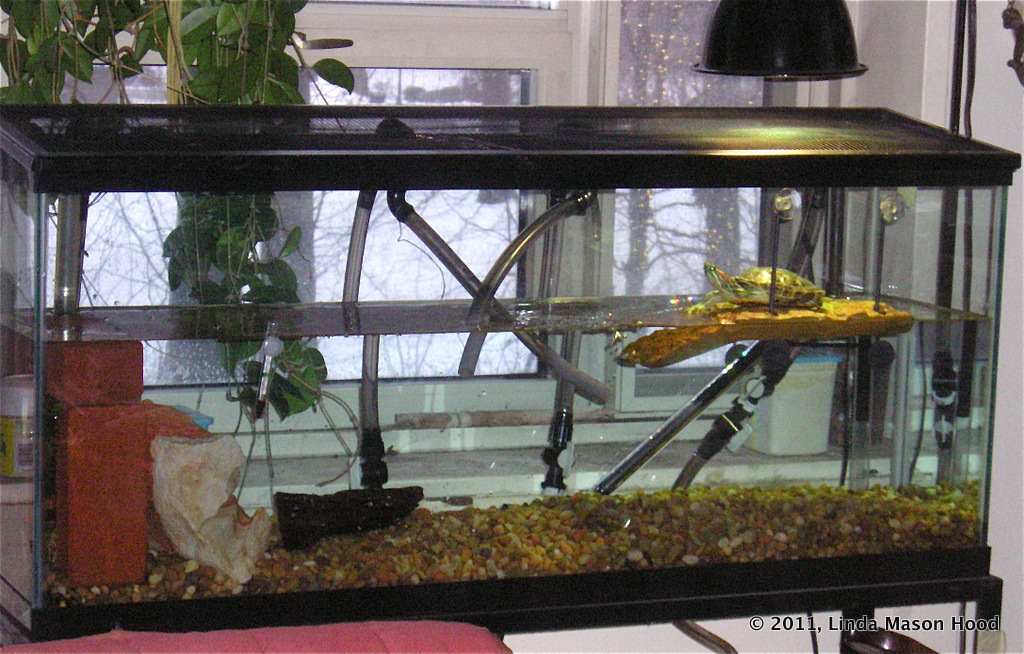 Picture of truffles, turtles & tunes: The Plight of Red Eared Sliders