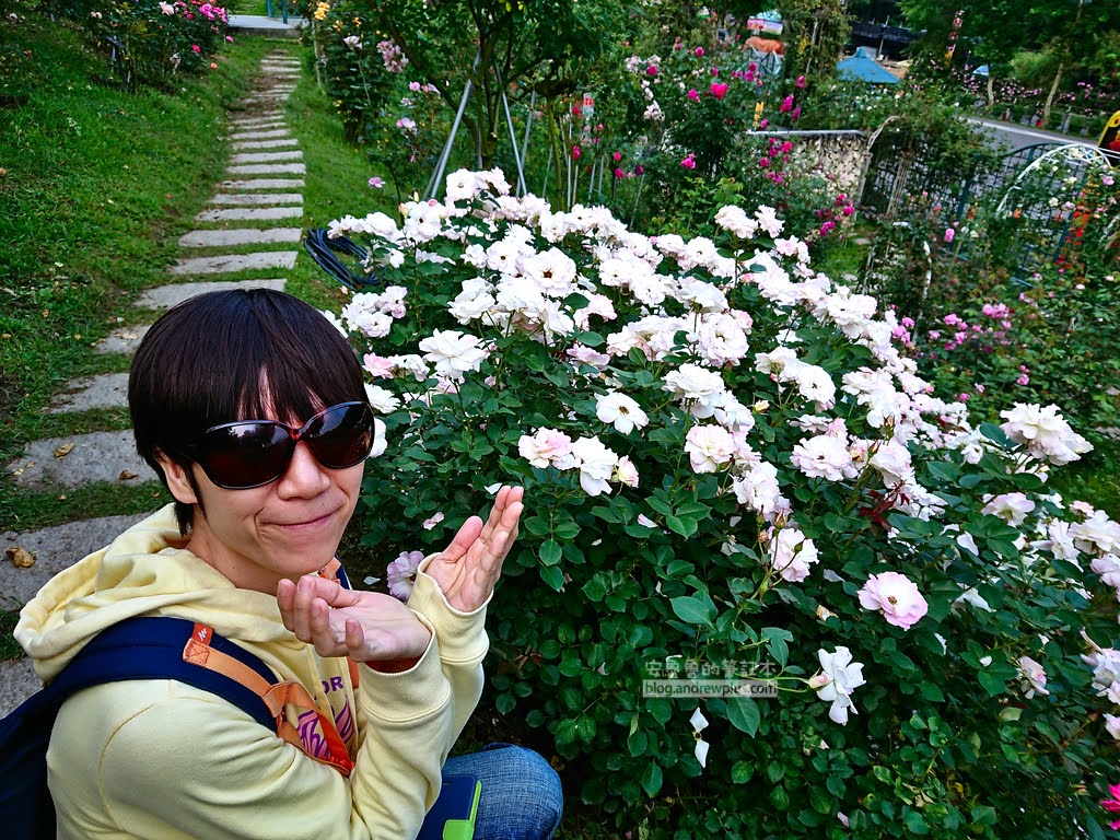 苗栗景點,雅聞七里香玫瑰森林,苗栗親子旅遊