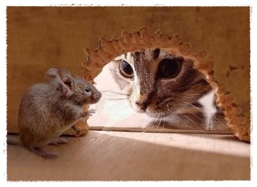 Gambar Tikus Animasi Korea Meme Lucu Emo Bergerak Gambar Tikus Animasi Korea Meme Lucu Emo Bergerak