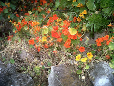 Capucines sur les vieux murs