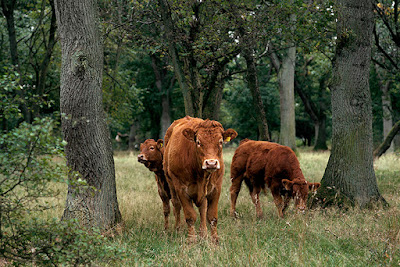 Langå Egeskov