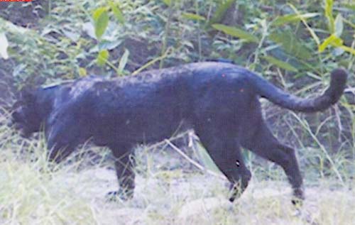 Animal Zoo Life: |Tiger pics|Tiger pix | Tiger pictures|Tiger photos|White tiger pics|Tigers