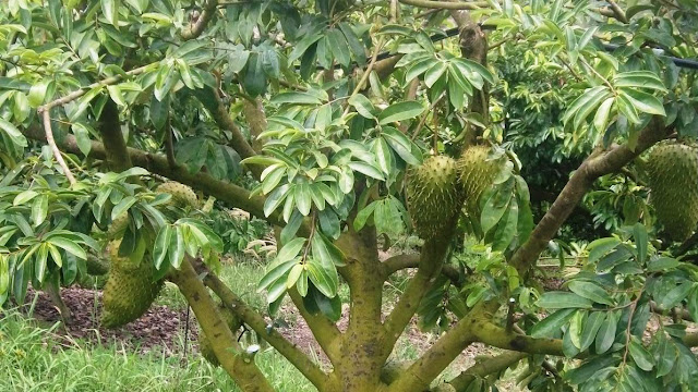 Teks Laporan Tentang Tanaman Buah Buahan Dan Cara