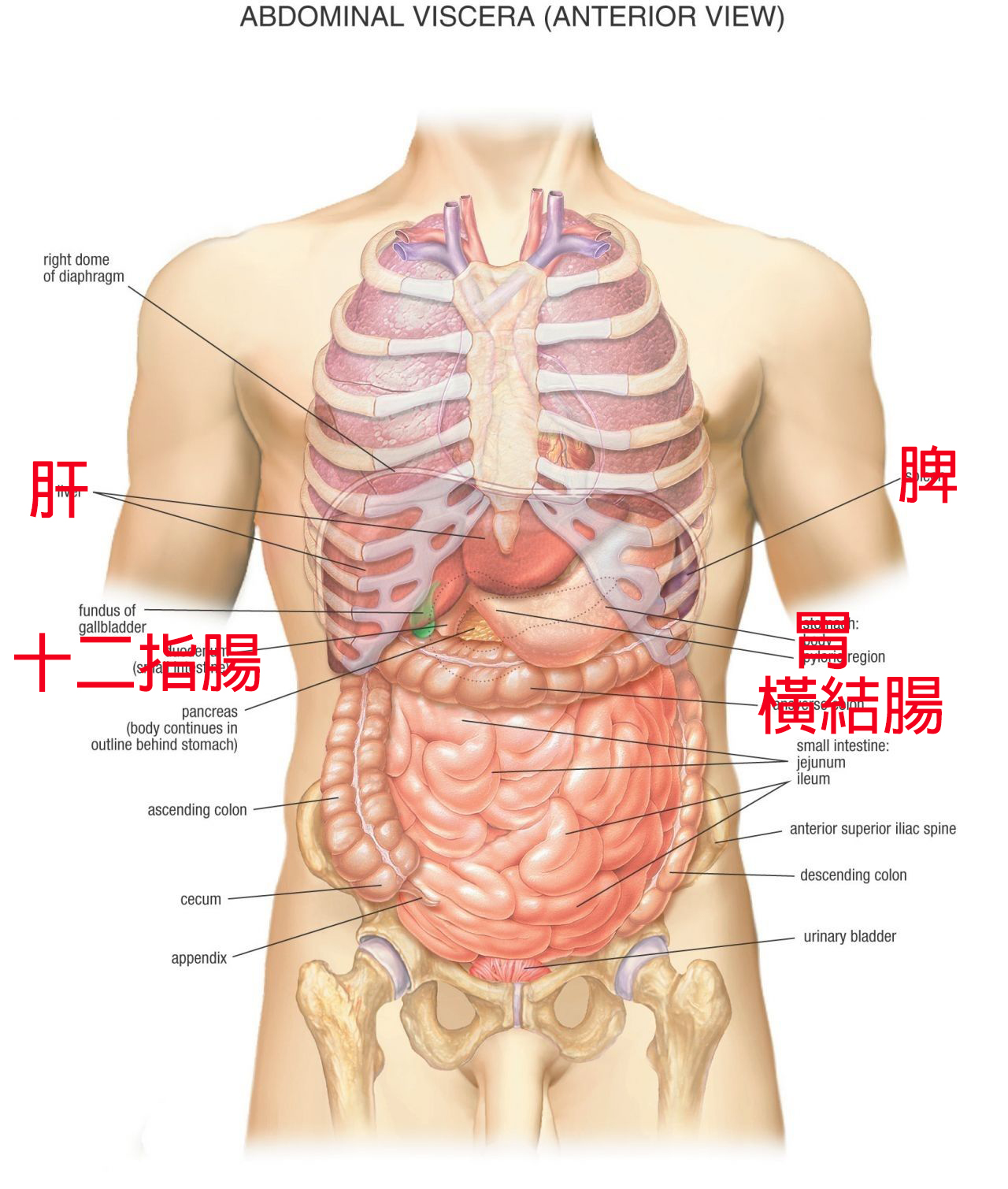 趴睡消化