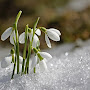 perce neige