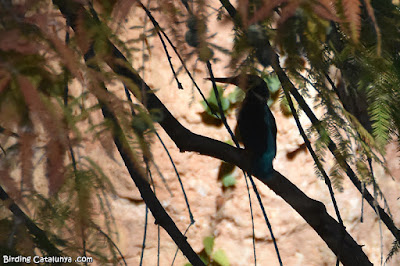 Blauet (Alcedo atthis)