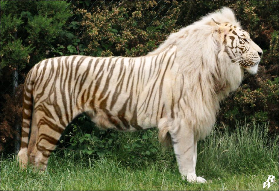 Ye India Hai A Lion A Tiger Its A Liger
