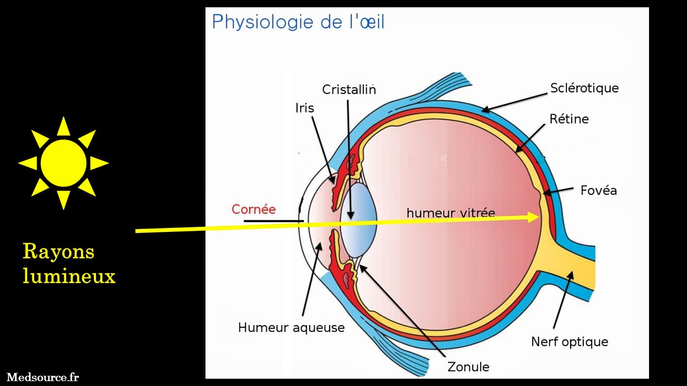 Le labo d'Anissa SVT Chapitre 1 De l'oeil au cerveau