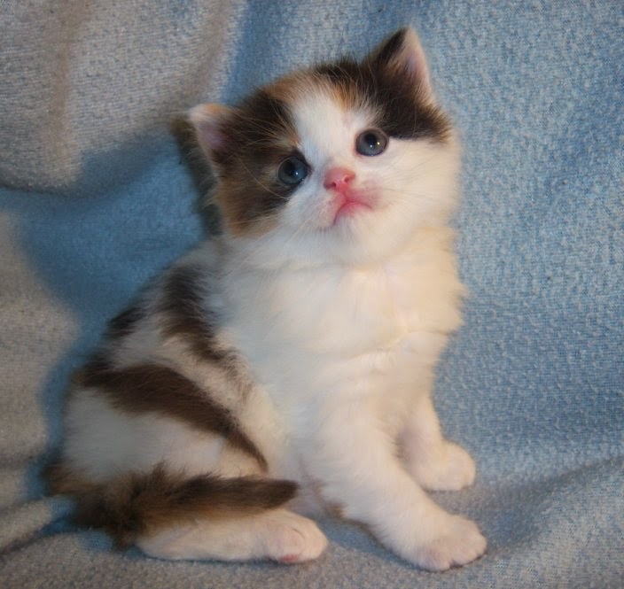 NapoleonKitty Napoleon Kittens For Sale