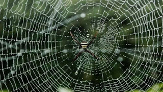मकड़ी जाला कैसे बनाती है और इस हेतु धागा कहां से प्राप्त करती है? मकड़ी जाला कैसे बनाती है और इस हेतु धागा कहां से प्राप्त करती है?