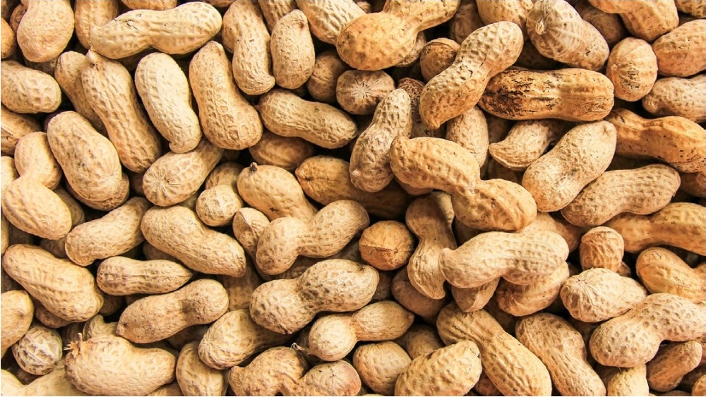 Peanut crop minimum support price MSP purchase registration Reddish or not?